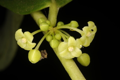 Glochidion zeylanicum